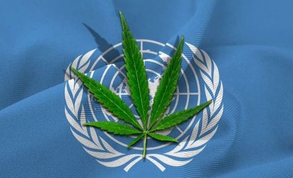 L’ONU reconeix oficialment les propietats medicinals del cànnabis